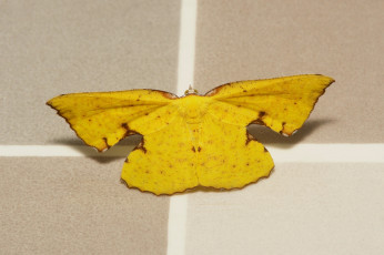 Картинка животные бабочки +мотыльки +моли бабочка