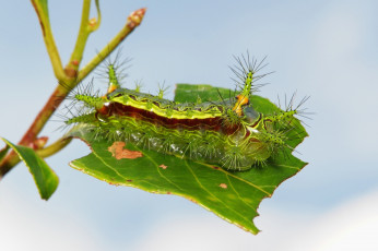 Картинка животные гусеницы гусеница