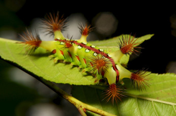 Картинка животные гусеницы гусеница