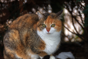 Картинка животные коты киса