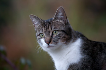 Картинка животные коты киса