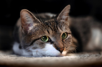 Картинка животные коты киса