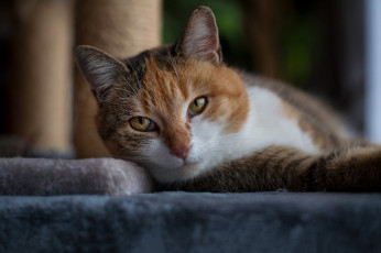 Картинка животные коты киса