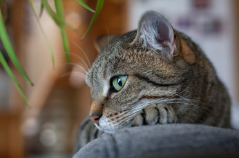 Картинка животные коты киса