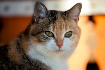 Картинка животные коты киса