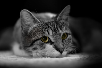 Картинка животные коты киса