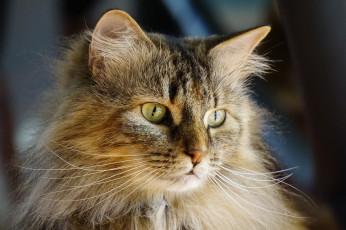 Картинка животные коты киса