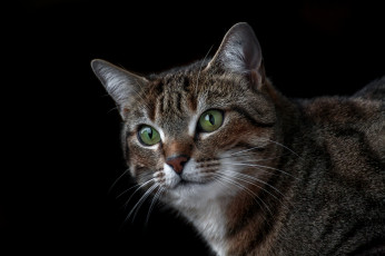 Картинка животные коты киса