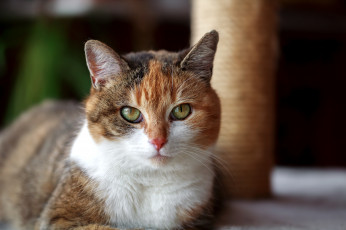 Картинка животные коты киса