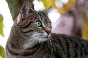 Картинка животные коты киса