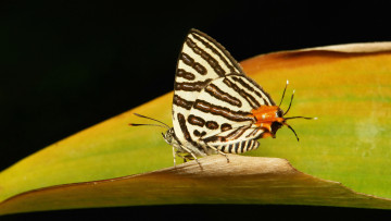 Картинка животные бабочки +мотыльки +моли бабочка