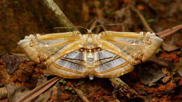 Картинка животные бабочки +мотыльки +моли бабочка