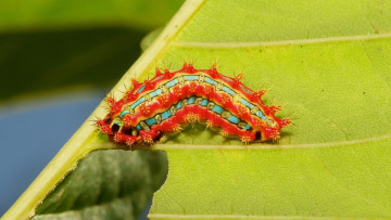 Картинка животные гусеницы гусеница