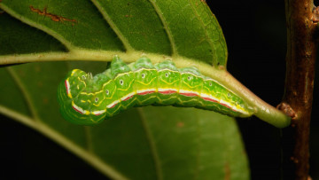 Картинка животные гусеницы гусеница