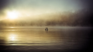 Картинка животные лебеди туман озеро