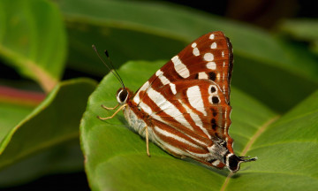 Картинка животные бабочки +мотыльки +моли бабочка