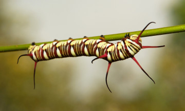 Картинка животные гусеницы гусеница