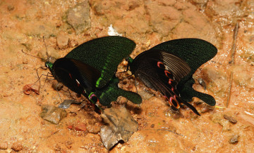 Картинка животные бабочки +мотыльки +моли