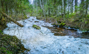 Картинка природа реки озера река лес