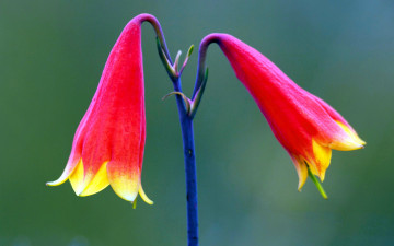 Картинка цветы стебель красные колокольчики пара