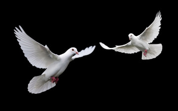 Картинка животные голуби птицы чёрный фон белые