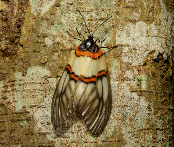 Обои картинки фото животные, бабочки,  мотыльки,  моли, бабочка