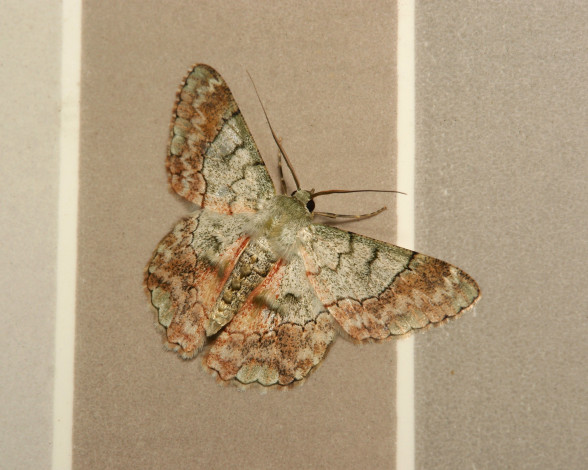 Обои картинки фото животные, бабочки,  мотыльки,  моли, бабочка