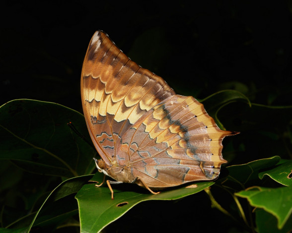 Обои картинки фото животные, бабочки,  мотыльки,  моли, бабочка