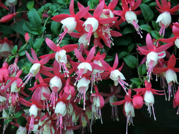 Обои картинки фото цветы, фуксия, белый, розовый, много