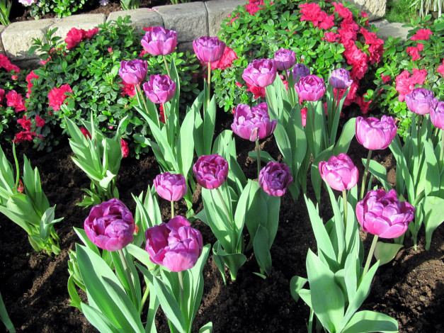 Обои картинки фото цветы, тюльпаны, бутоны