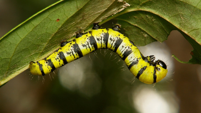 Обои картинки фото животные, гусеницы, гусеница