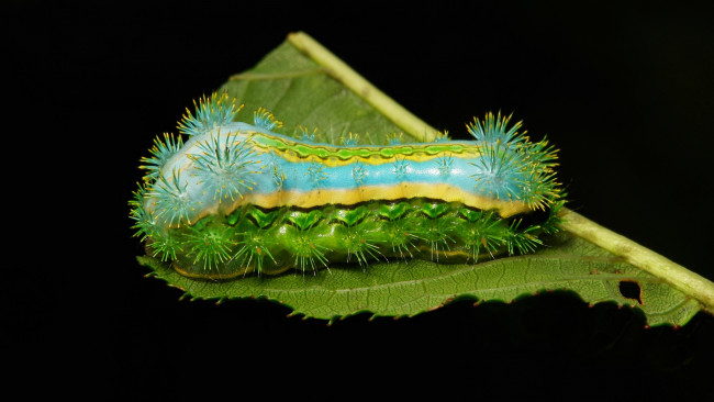 Обои картинки фото животные, гусеницы, гусеница