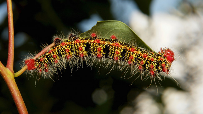Обои картинки фото животные, гусеницы, гусеница