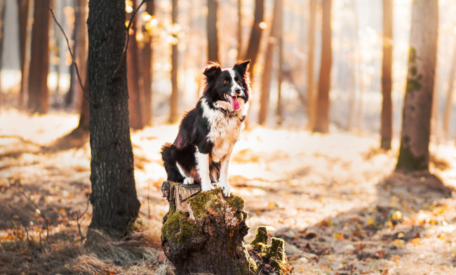 Обои картинки фото животные, собаки, собака, лес