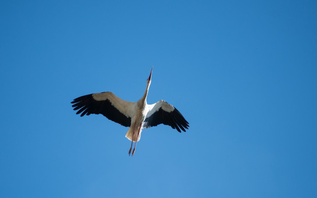 Обои картинки фото животные, аисты, птица, аист, небо