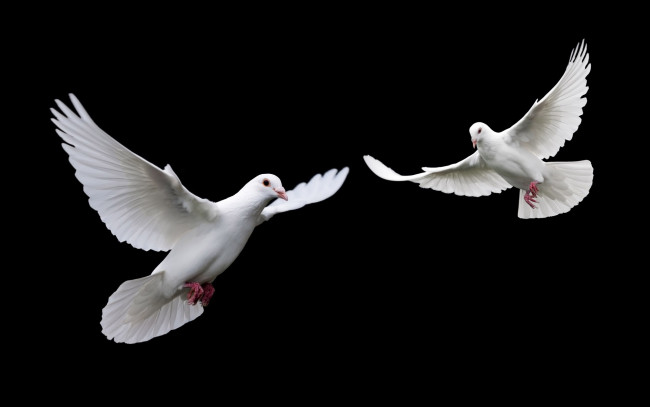 Обои картинки фото животные, голуби, птицы, чёрный, фон, белые