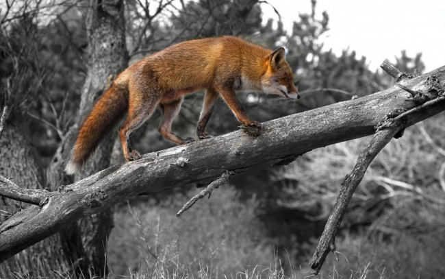 Обои картинки фото животные, лисы, морда, взгляд, лиса