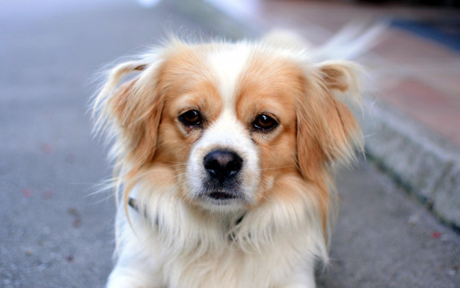 Обои картинки фото животные, собаки, собака, взгляд