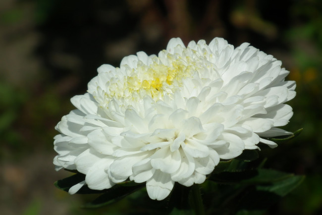 Обои картинки фото цветы, астры, макро