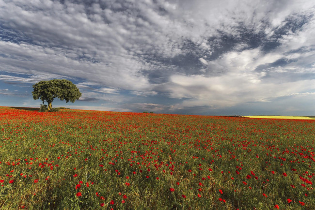 Обои картинки фото цветы, маки, небо, дерево, поле