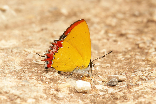 Обои картинки фото животные, бабочки,  мотыльки,  моли, бабочка