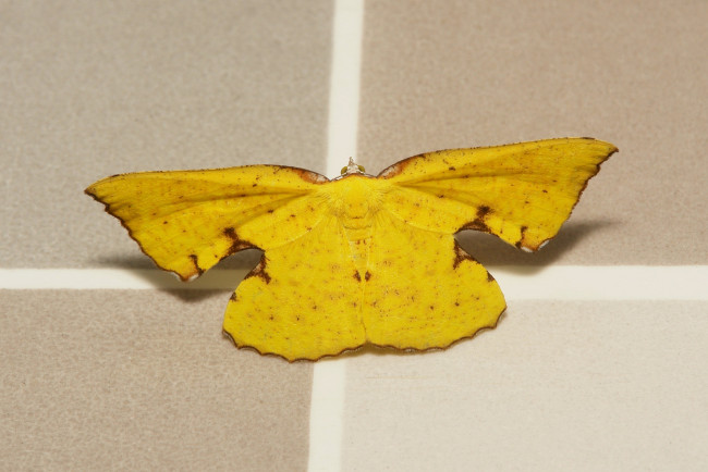 Обои картинки фото животные, бабочки,  мотыльки,  моли, бабочка