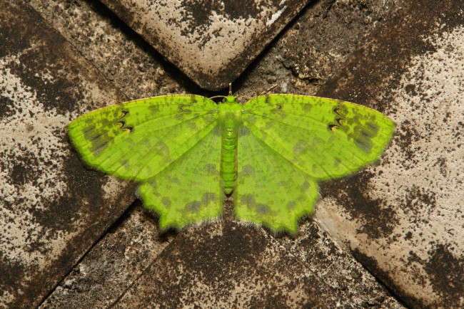 Обои картинки фото животные, бабочки,  мотыльки,  моли, бабочка