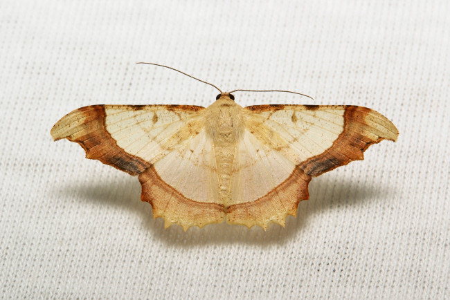 Обои картинки фото животные, бабочки,  мотыльки,  моли, моль