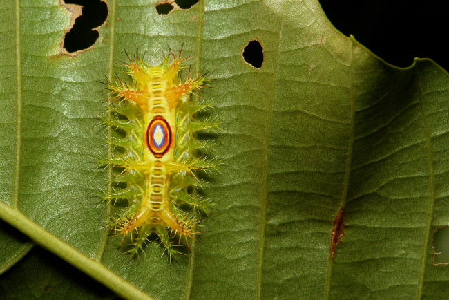 Обои картинки фото животные, гусеницы, гусеница