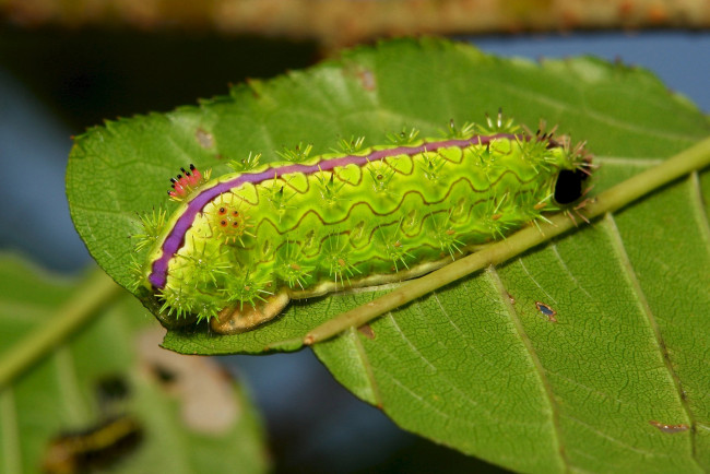 Обои картинки фото животные, гусеницы, гусеница