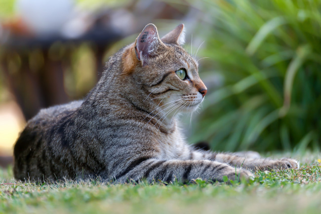 Обои картинки фото животные, коты, киса