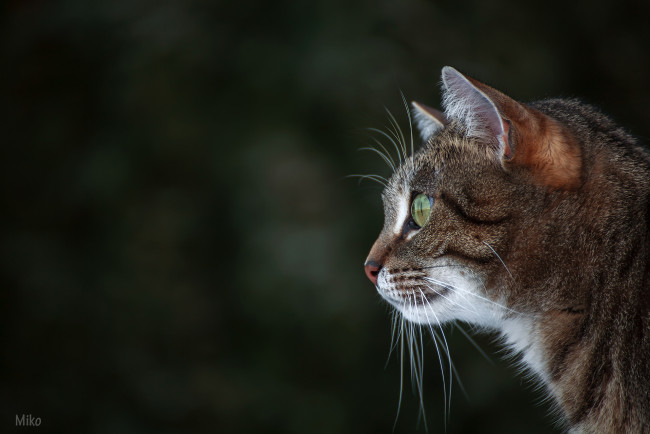 Обои картинки фото животные, коты, киса