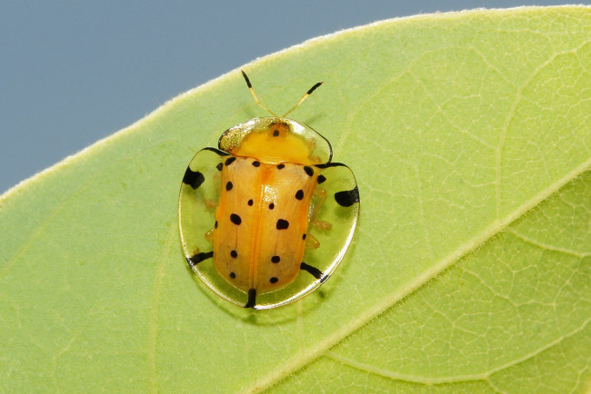 Обои картинки фото животные, насекомые, жучок