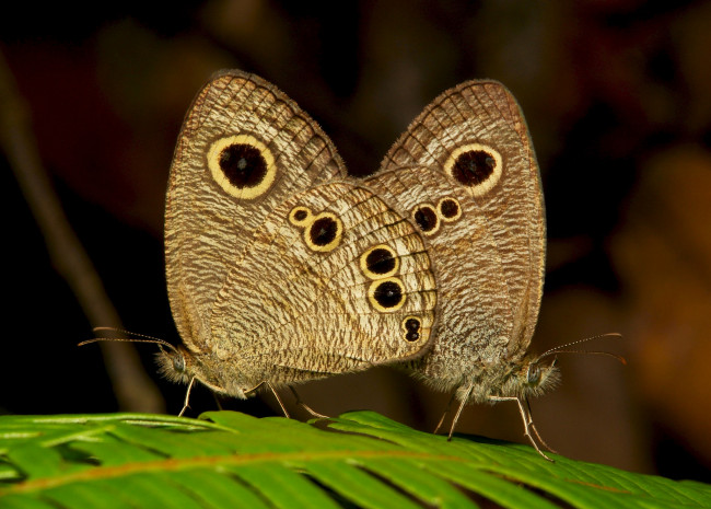 Обои картинки фото животные, бабочки,  мотыльки,  моли